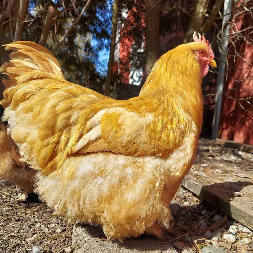 best chicken breed for meat