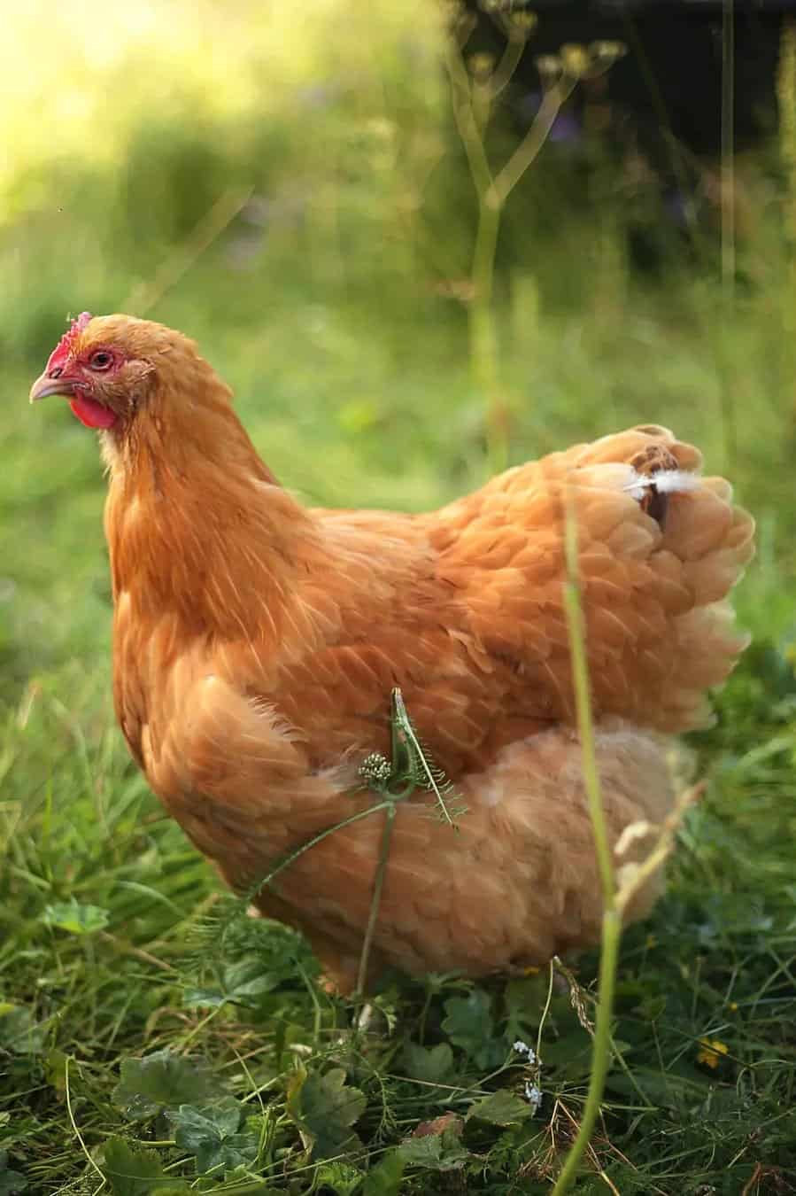 best chicken breeds for eggs and meat