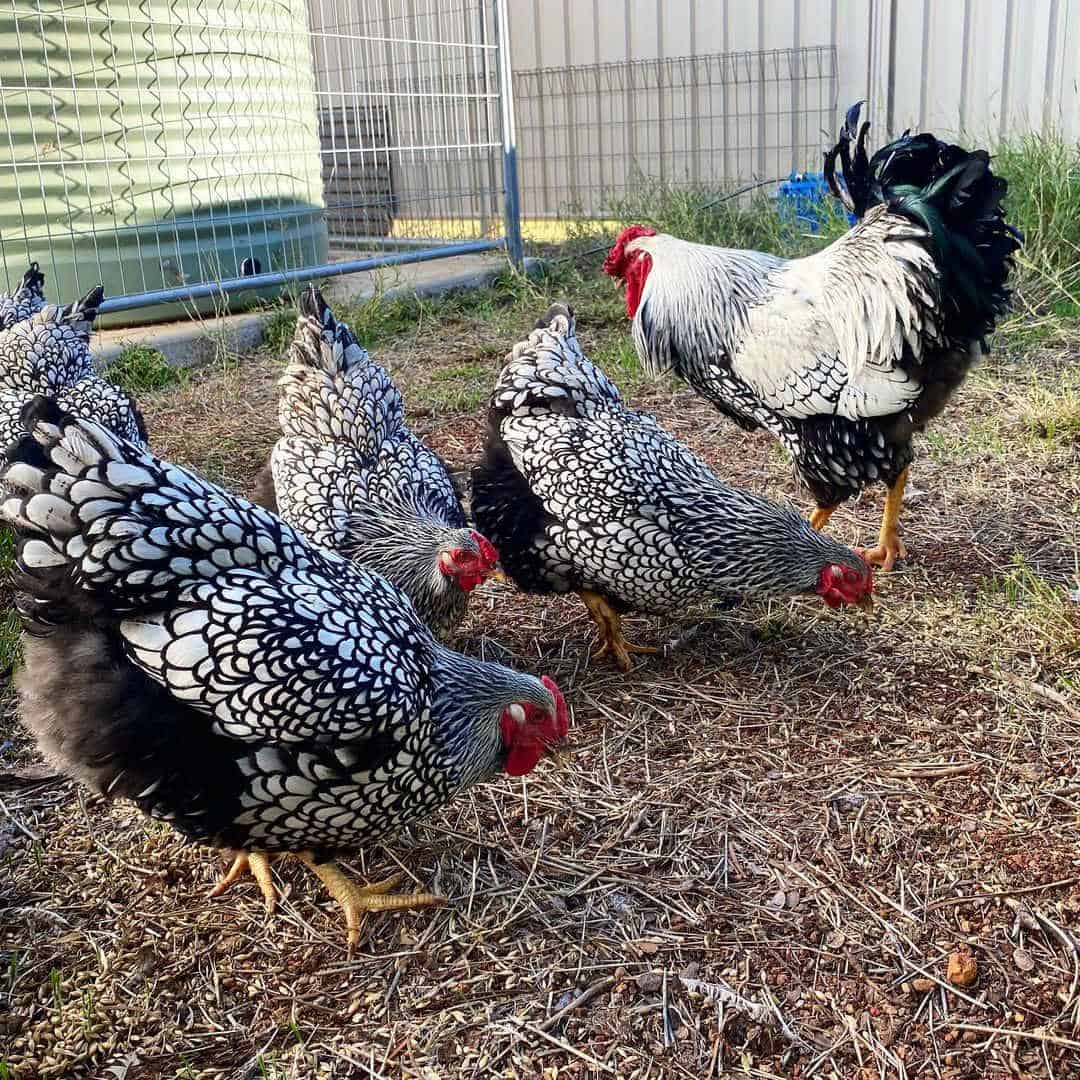 best chickens for eggs and meat