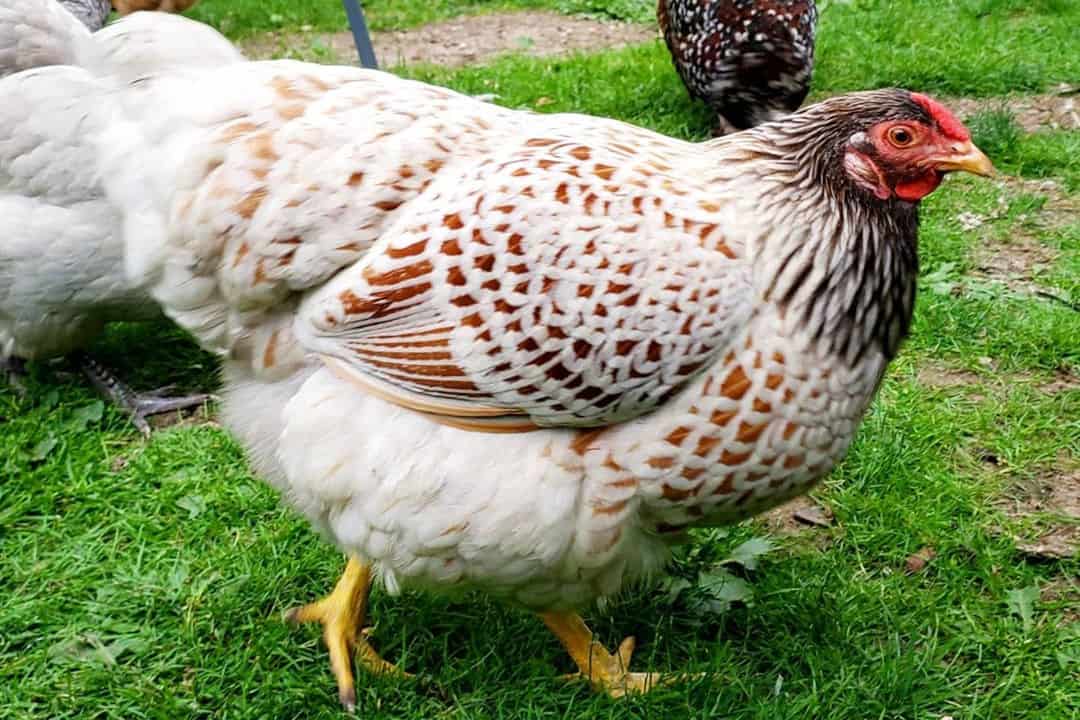 best chickens for meat and eggs