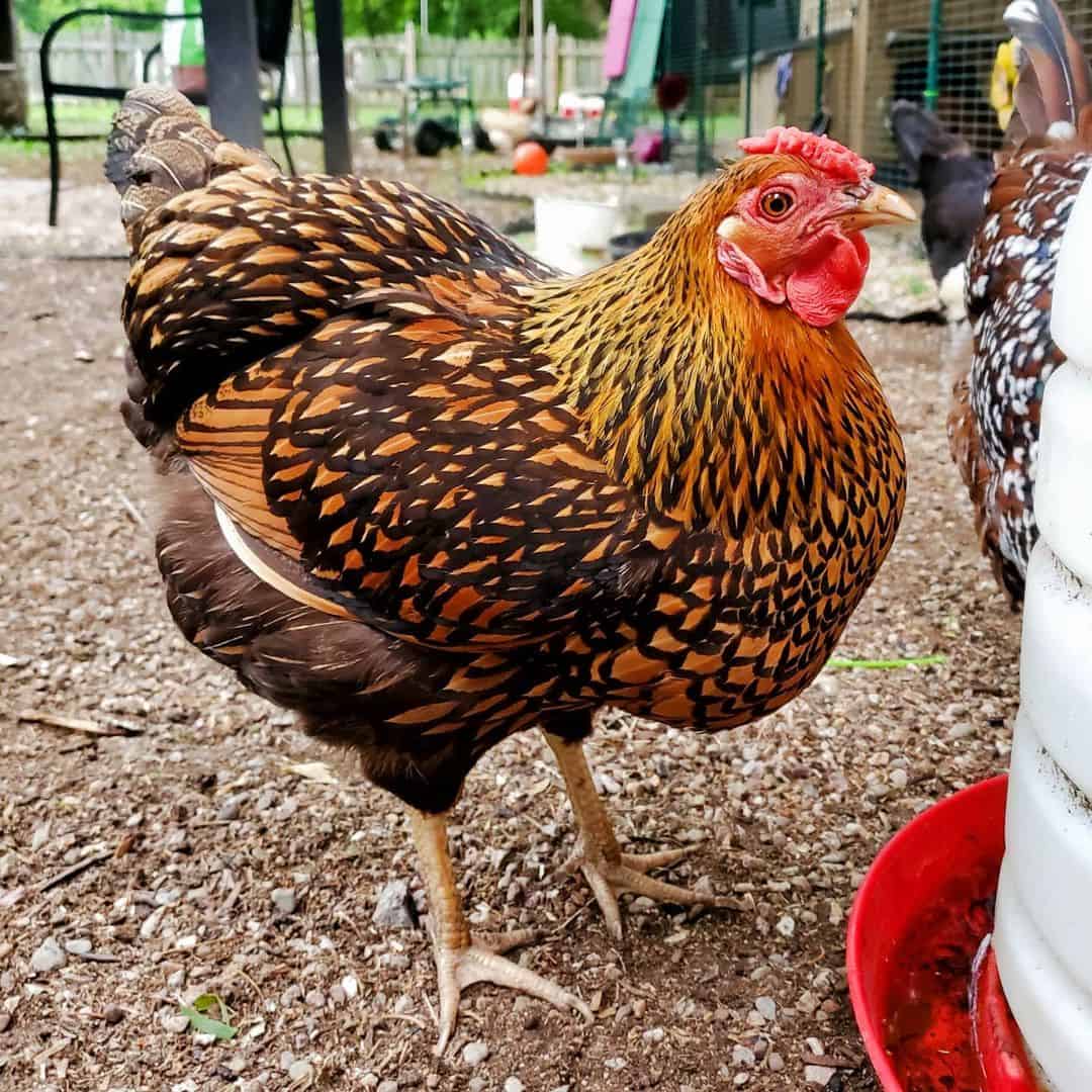 Best Dual Purpose Breed Chickens, Serenity Sprouts