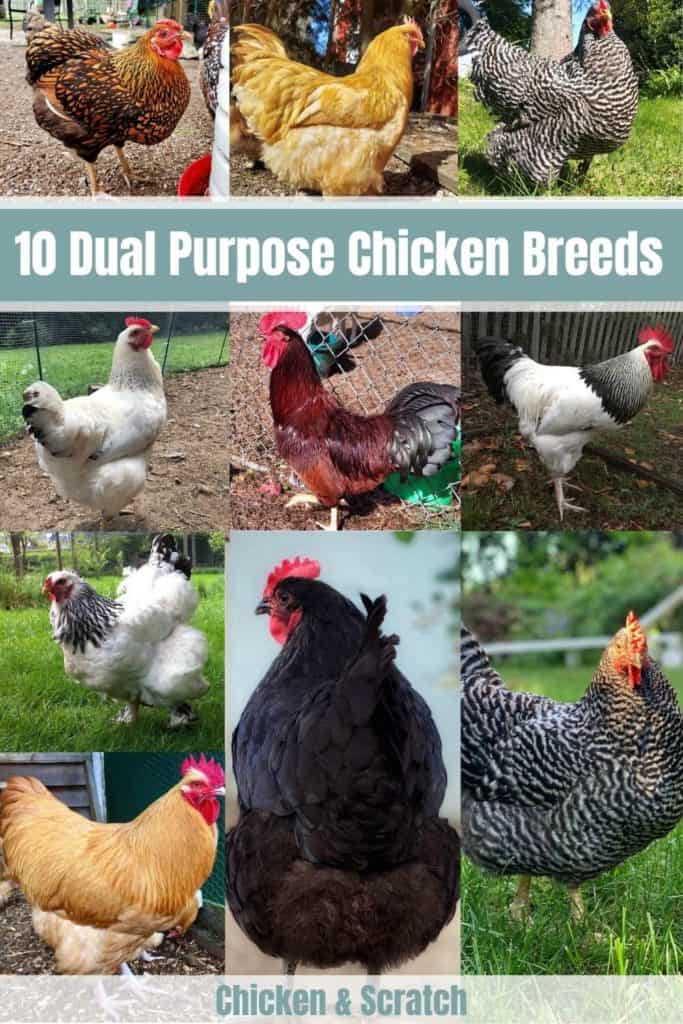 top-10-dual-purpose-chicken-breeds-best-for-eggs-meat