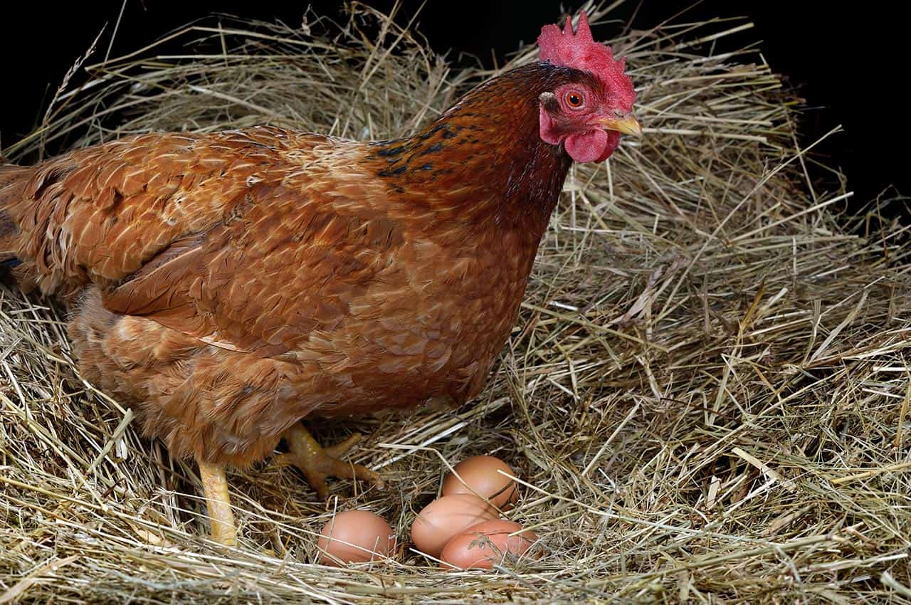 top-10-dual-purpose-chicken-breeds-best-for-eggs-meat