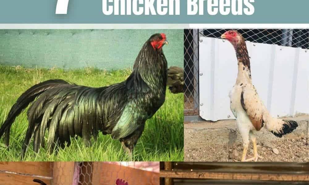7 Prominent Fighting Chicken Breeds (With Pictures)