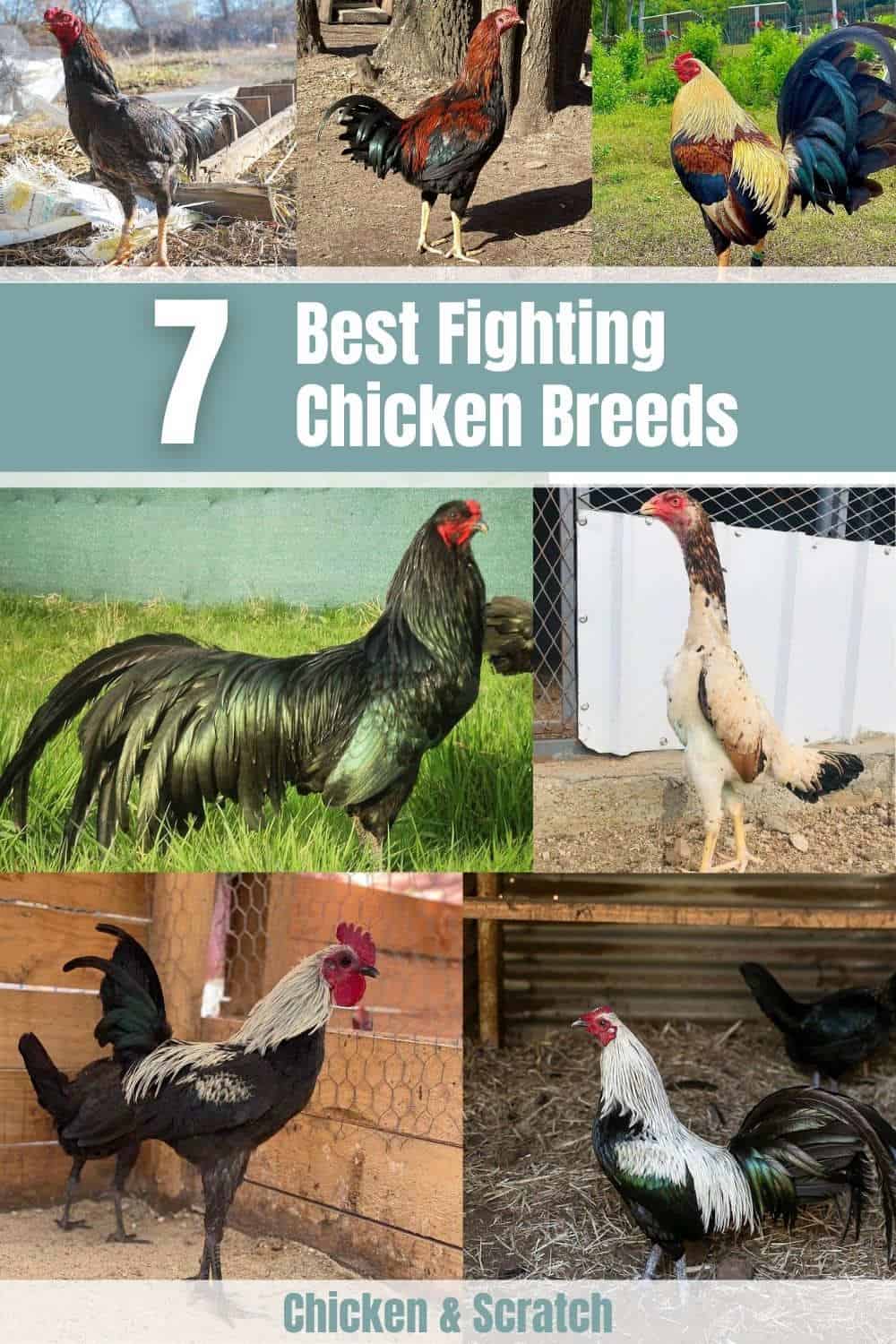 best gamefowl breeds