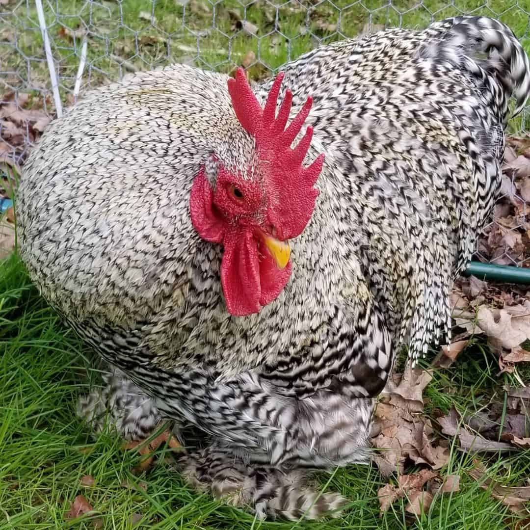 Best Dual Purpose Breed Chickens, Serenity Sprouts