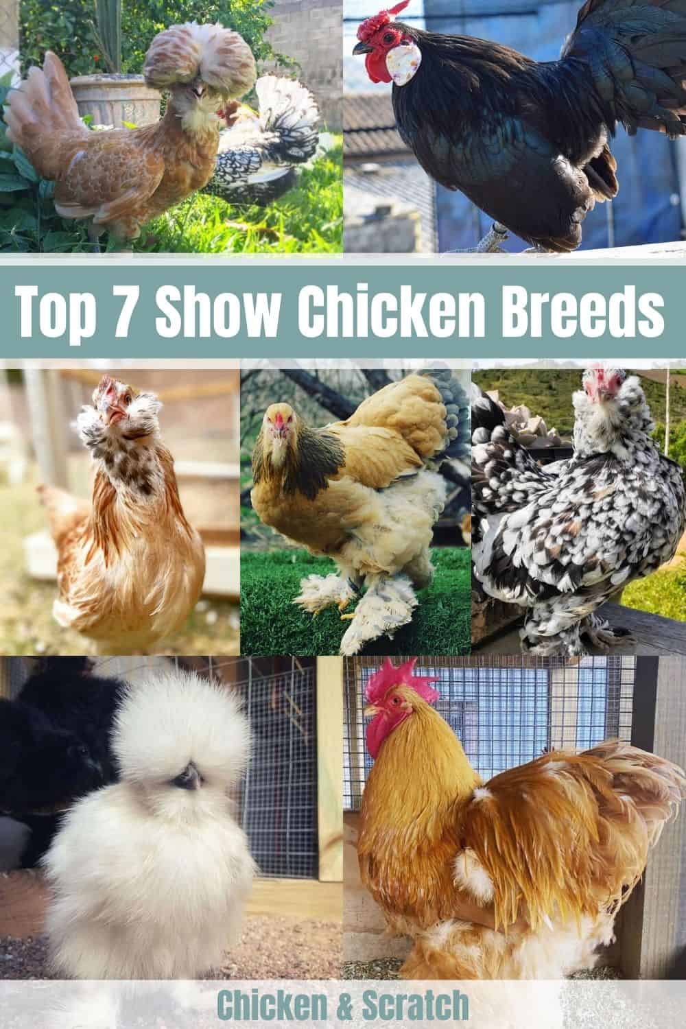best show chicken breeds
