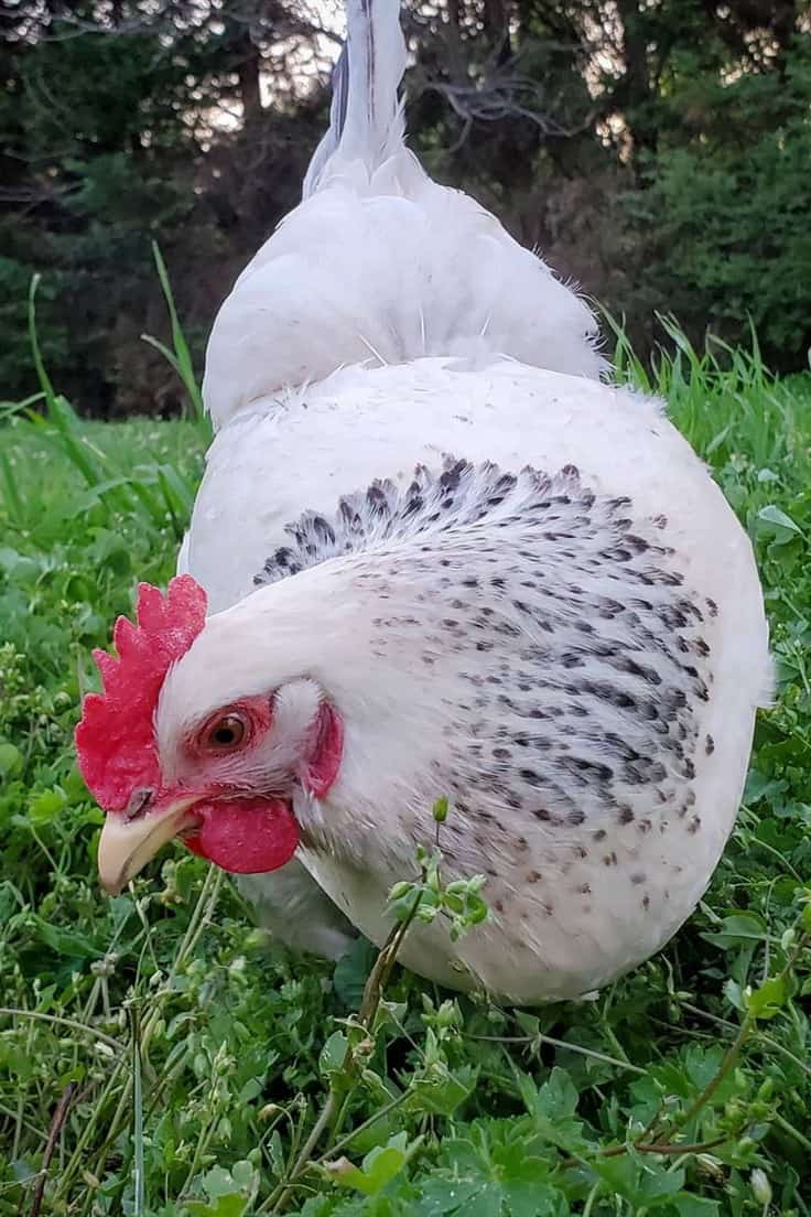 best tasting chicken breed