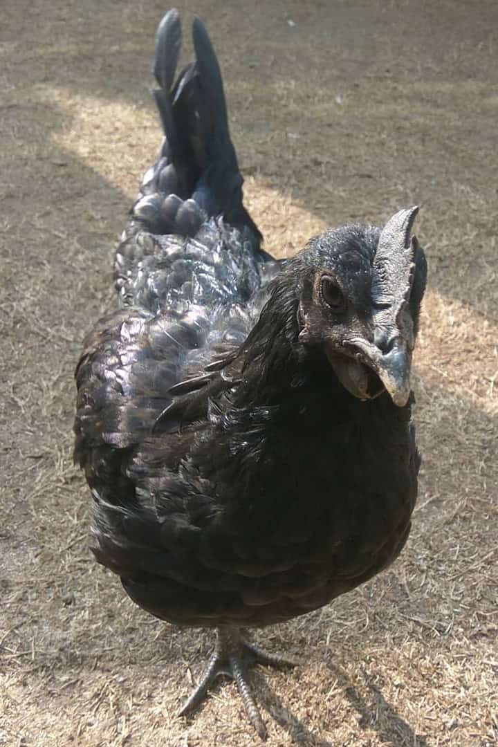 Kadaknath Chicken: Eggs, Temperament, Size and Raising Tips