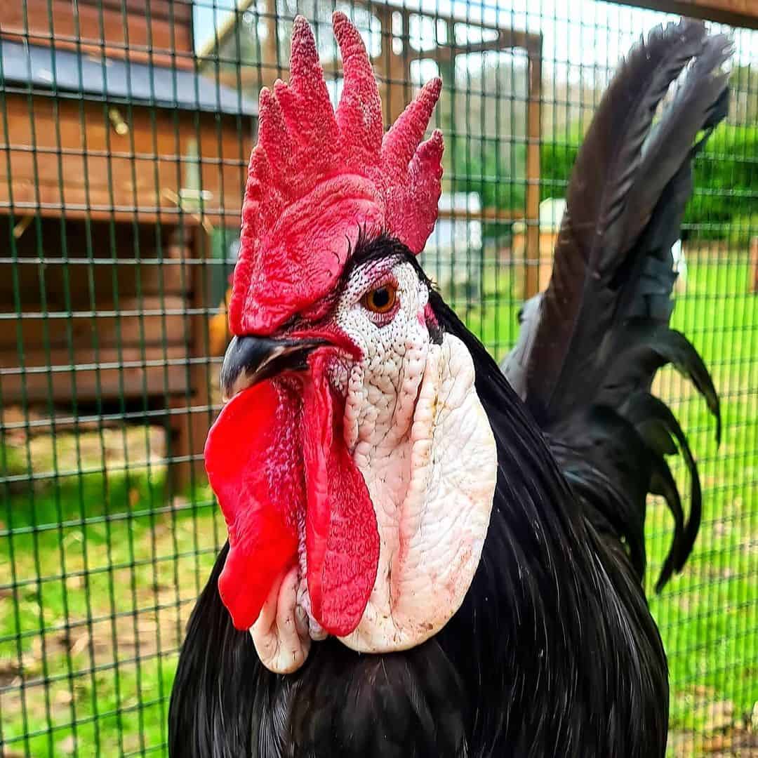 black spanish chicken