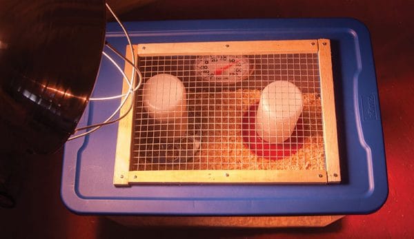 chick chicken brooder homemade Porn Photos