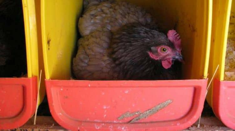 building chicken nesting boxes