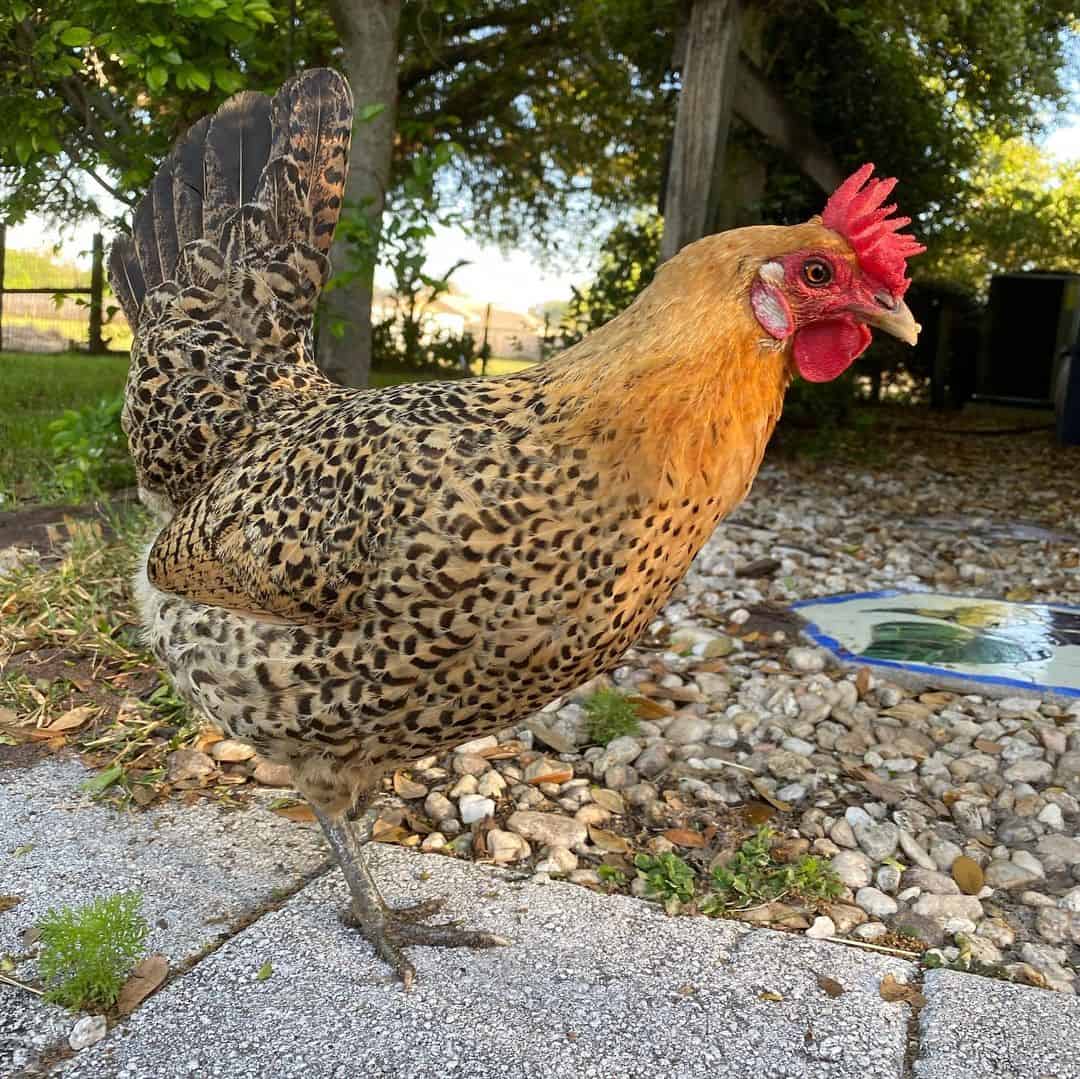 Sicilian Buttercup Bantams