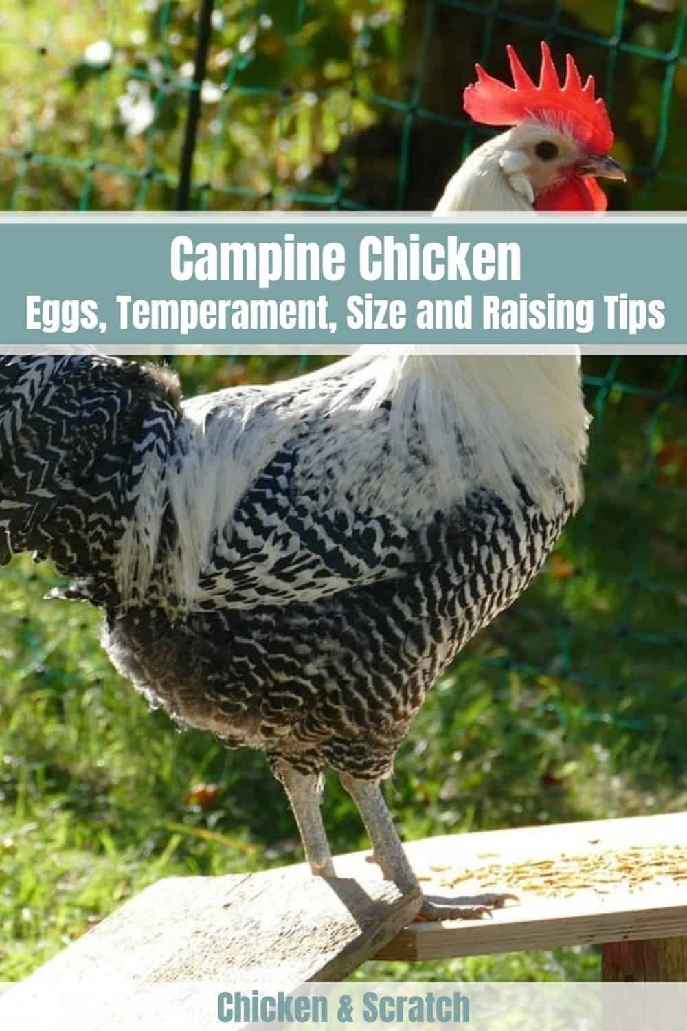 campine (chicken)