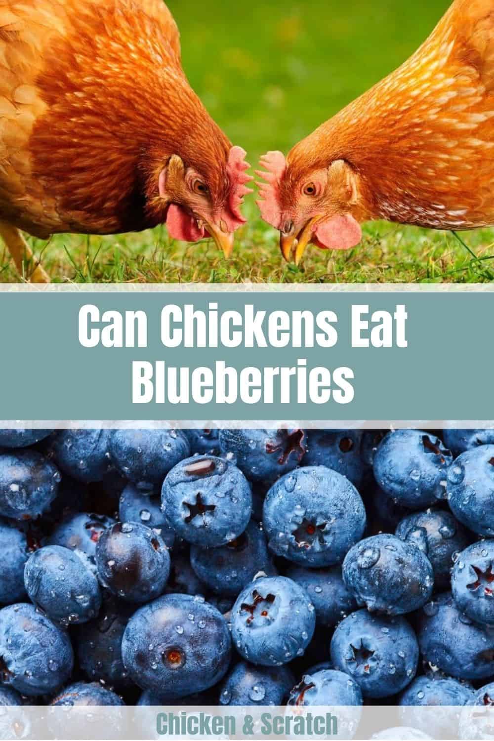 can chickens eat blueberries
