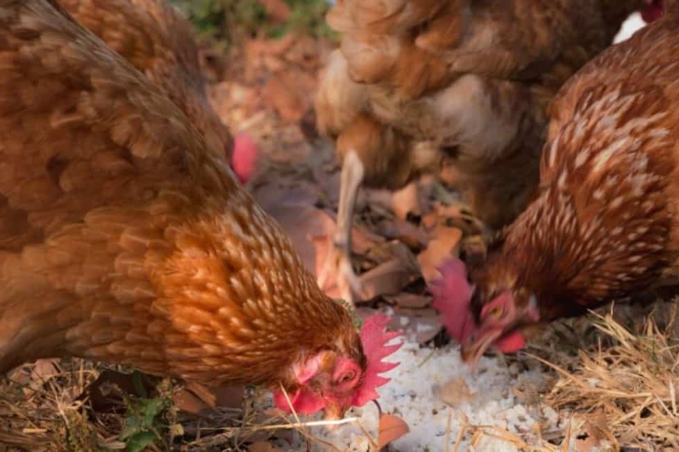 5 Things You Should Know About Chickens and Rice