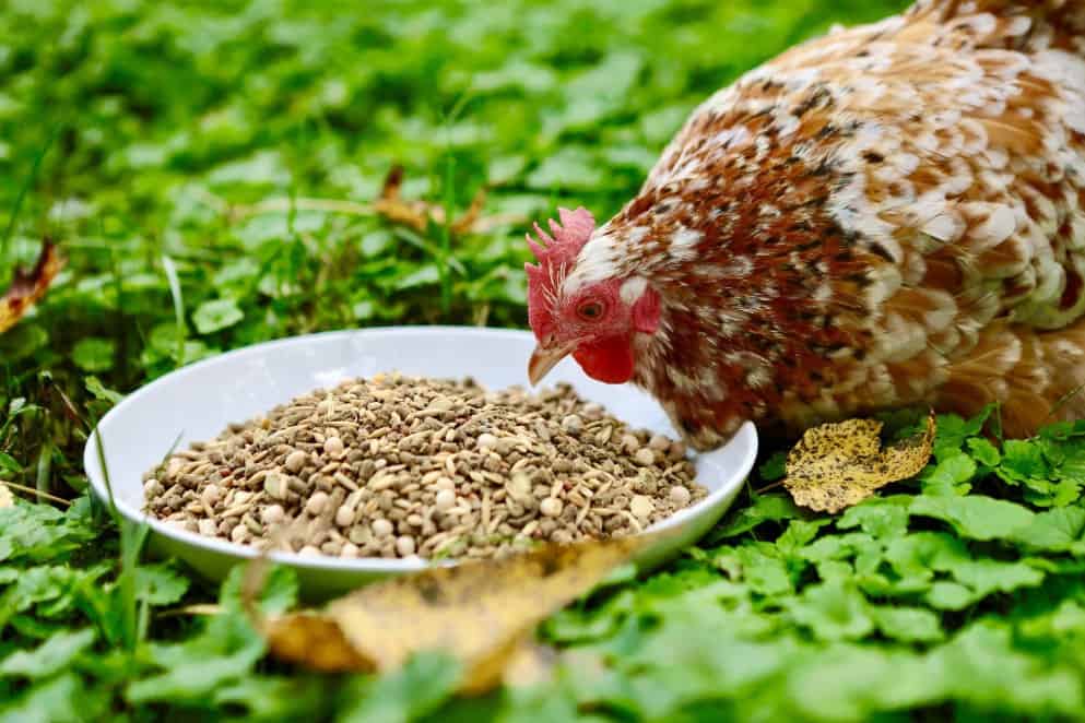 chichen eat Sunflower seeds