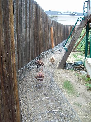 chicken chunnels