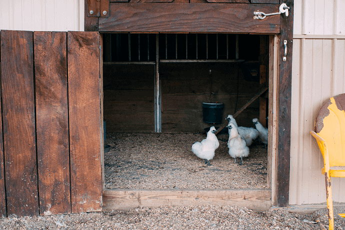 chicken coop plans for 20 chickens free