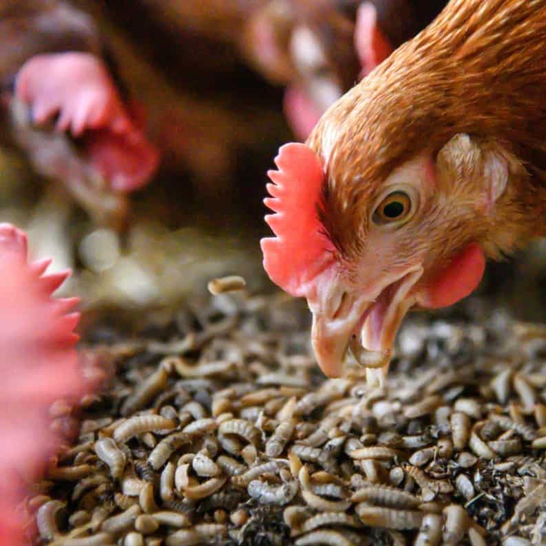 chicken eat Mealworms