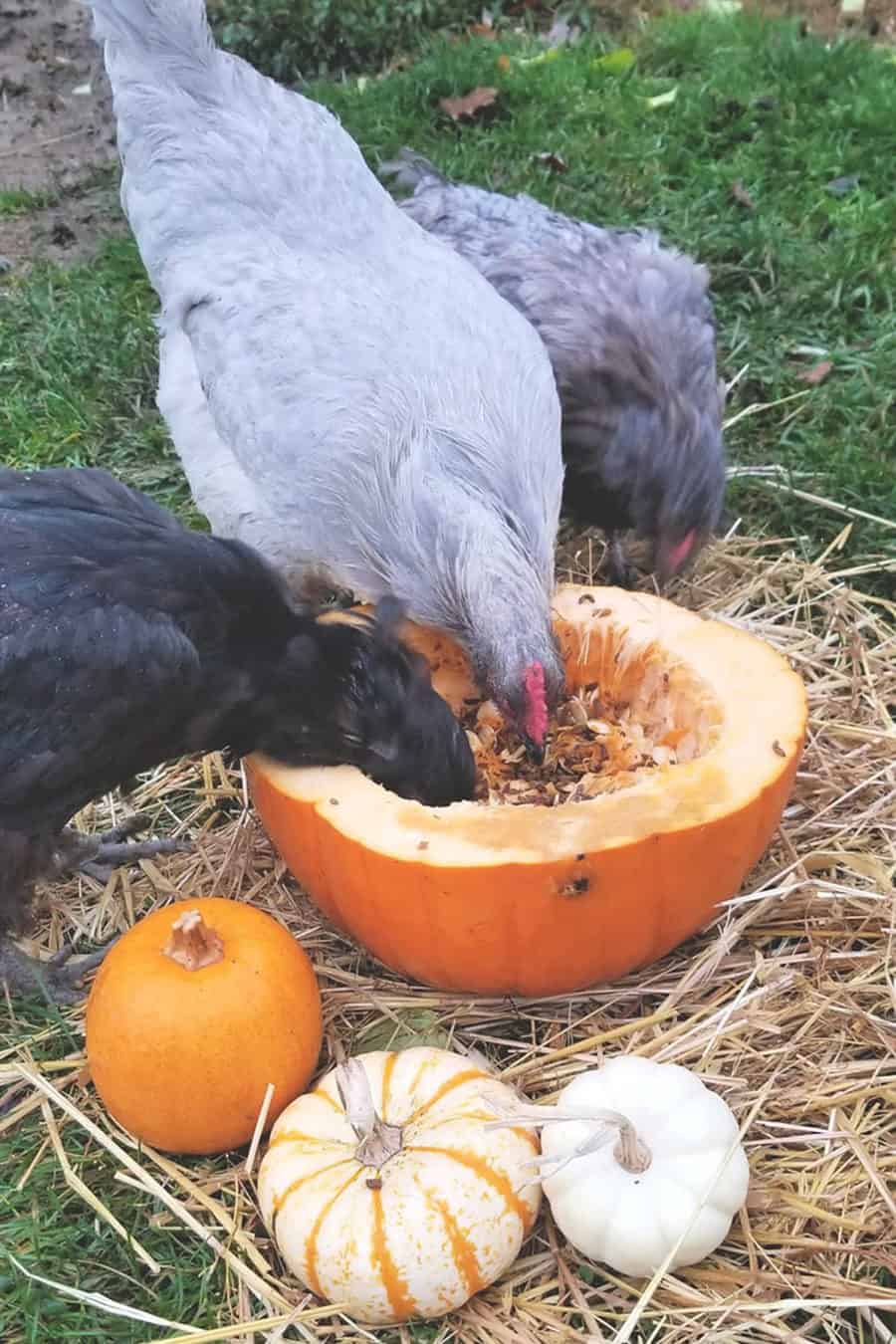 chicken eat Pumpkin