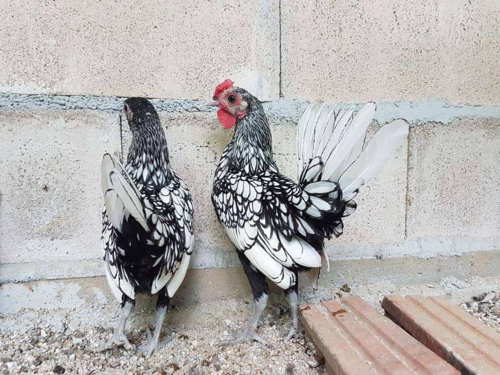 chicken fancy