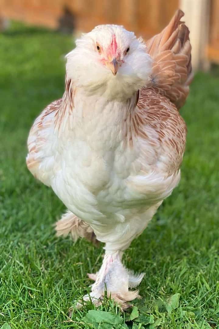 chicken heritage breeds