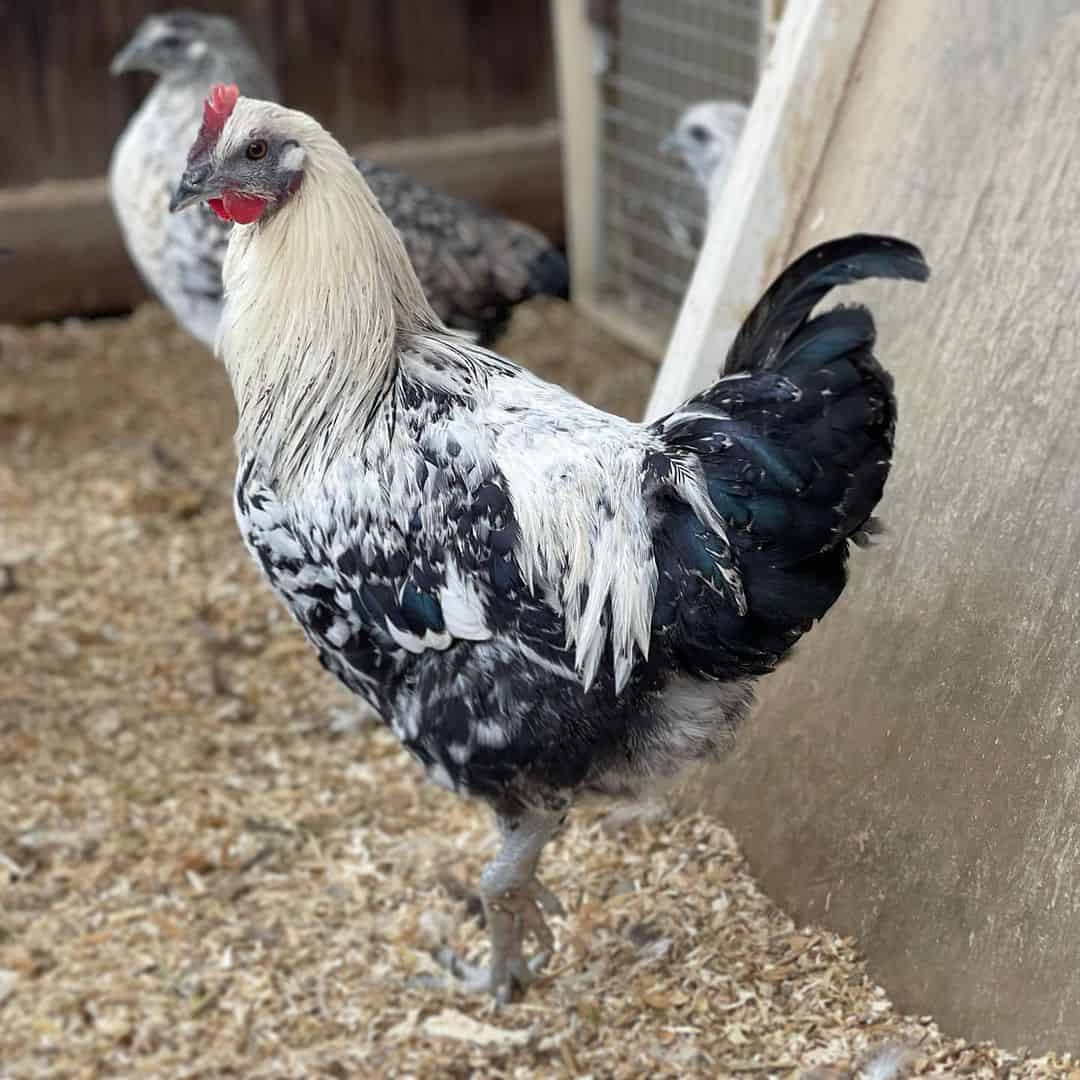 Mosaic Chicken: Eggs, Temperament, Size and Raising Tips