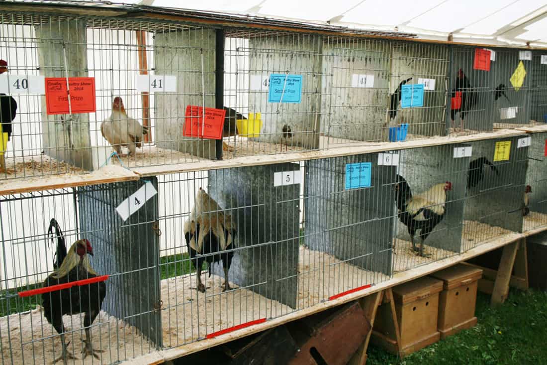 chicken shows