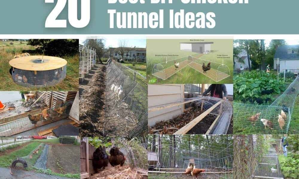 20 DIY Chicken Tunnel ideas for Every Garden
