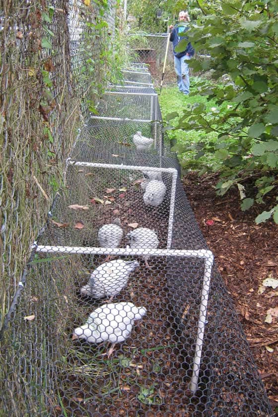 20 DIY Chicken Tunnel ideas for Every Garden