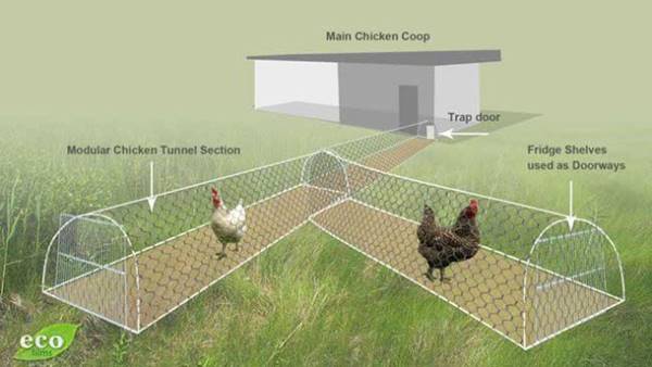 chicken tunnel plans