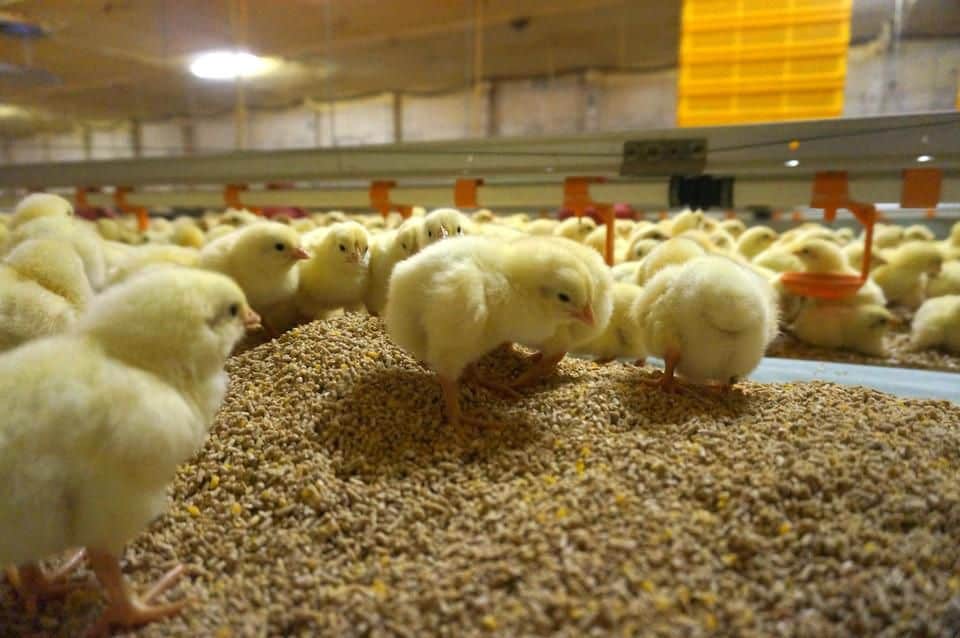 chickens not eating their feed