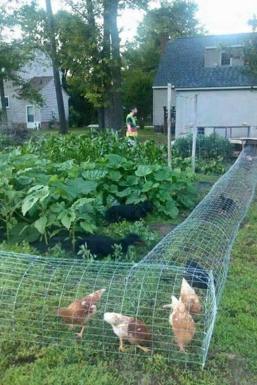 diy chicken tunnel