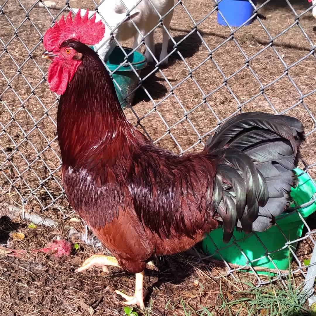 top-10-dual-purpose-chicken-breeds-best-for-eggs-meat