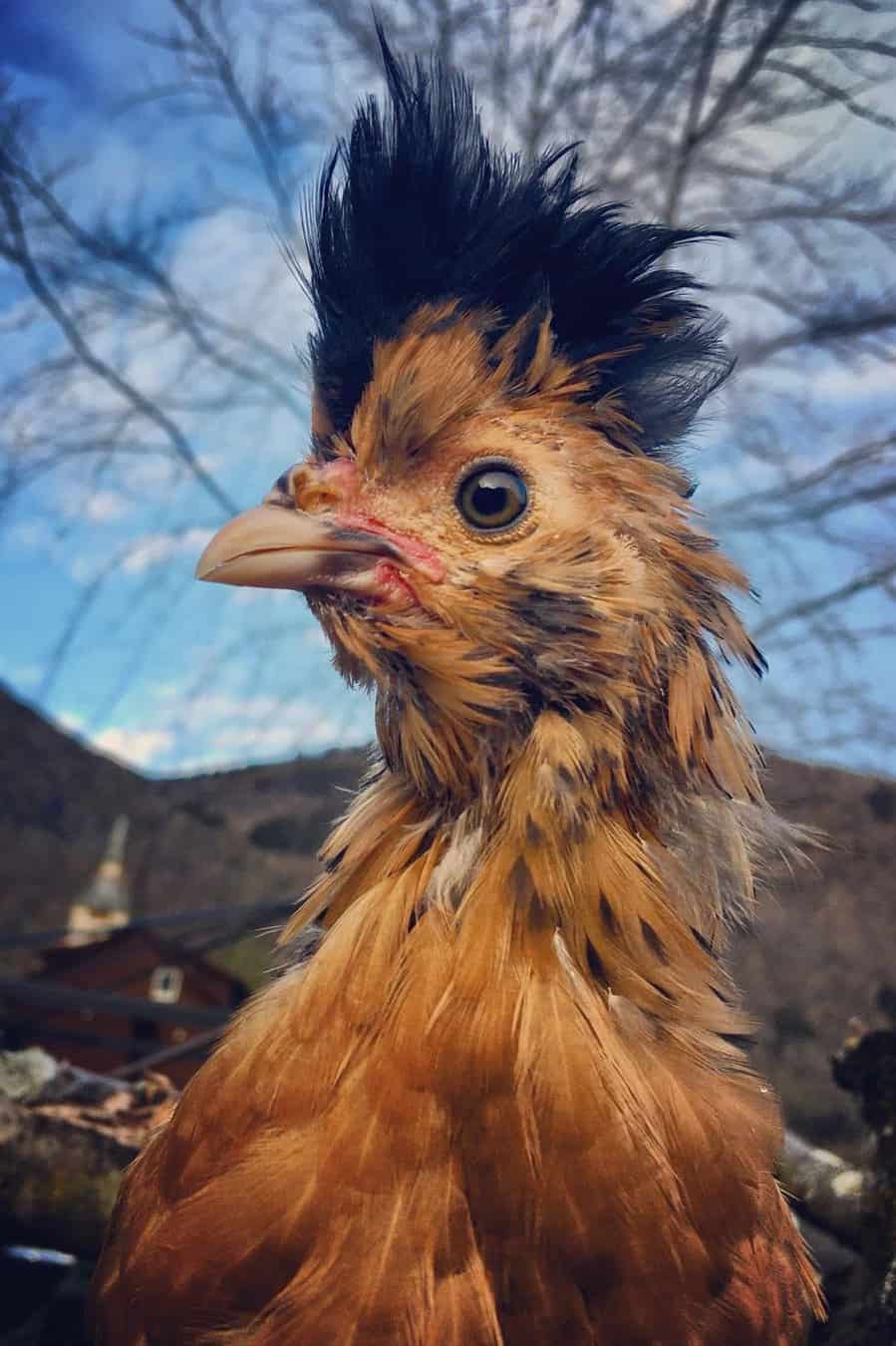 15-most-expensive-chicken-breeds-with-pictures