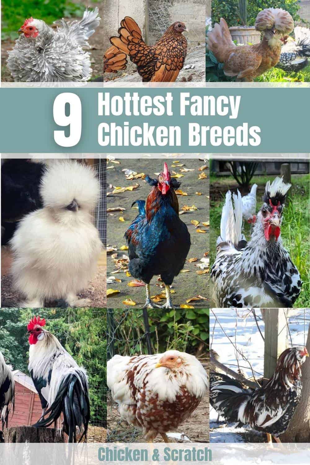 III. Common Hen Breeds and Varieties: An Overview