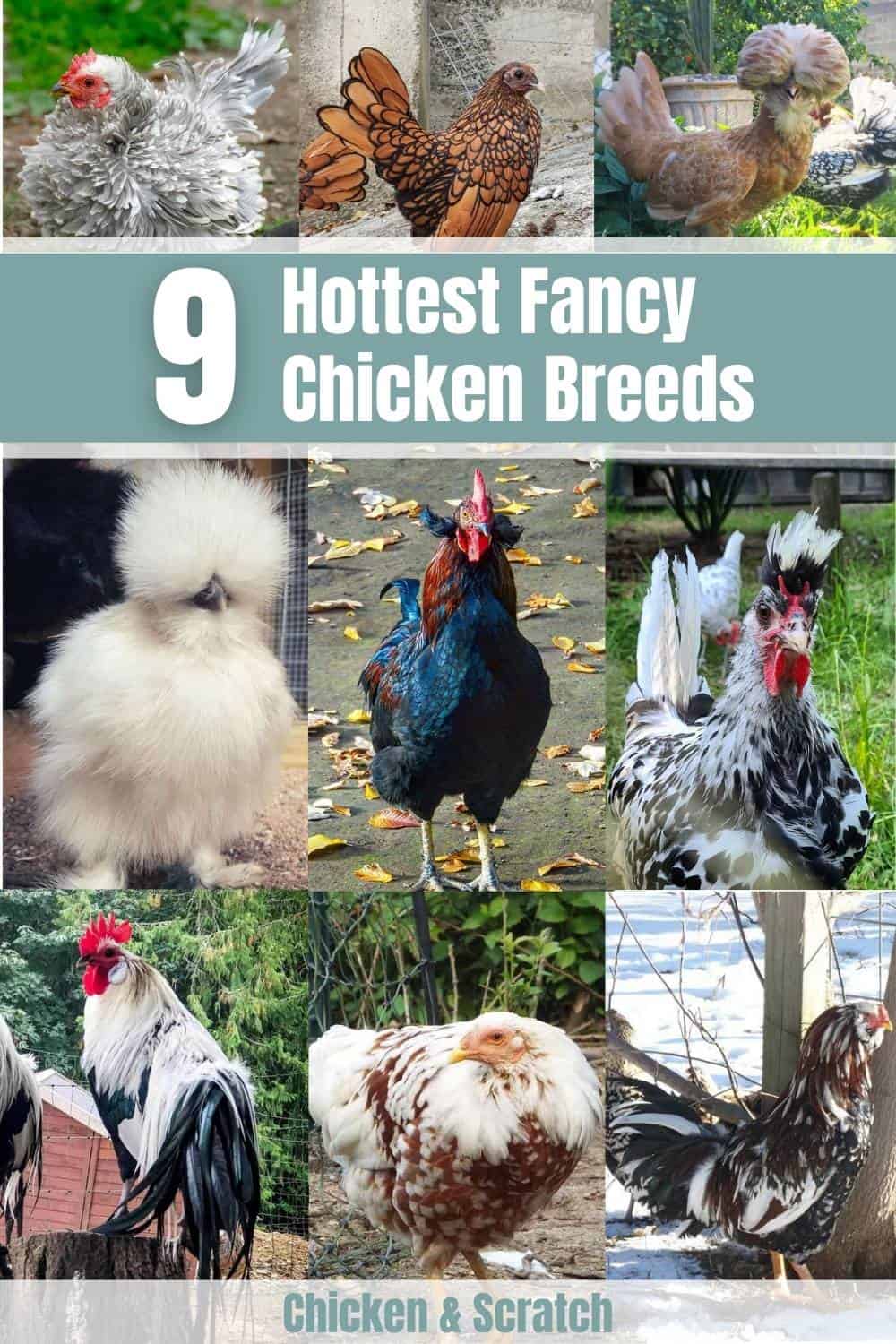 fancy chickens