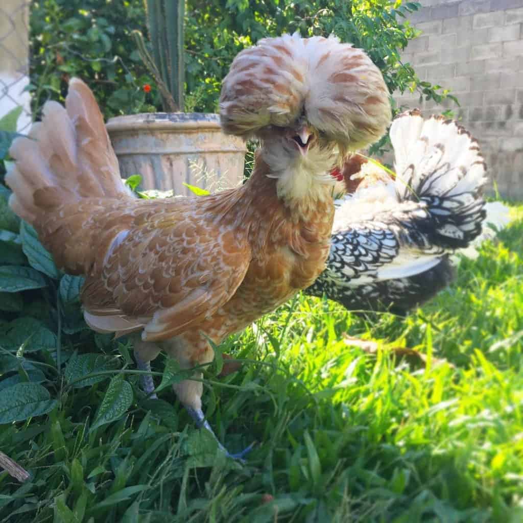 fancy rooster breeds