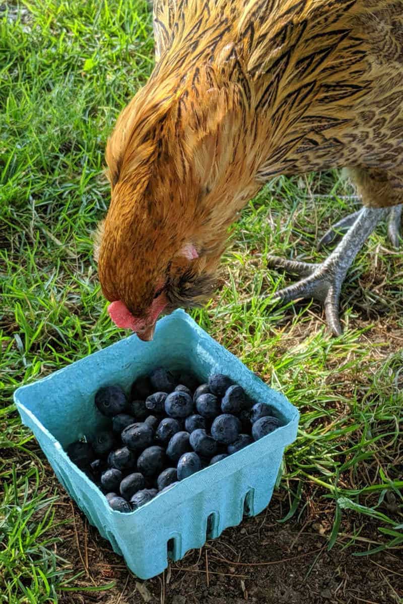 feeding blueberries