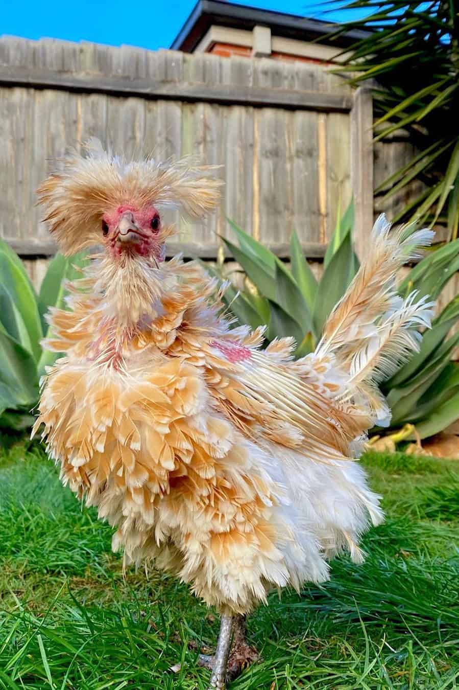 frizzle-chicken