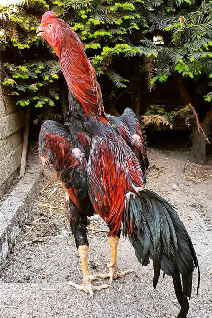 chicken with no feathers on its neck in mexico