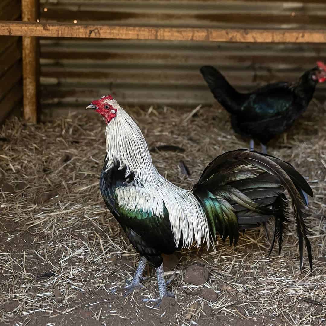 Fighting Chicken Breeds - קניון עיר ימים