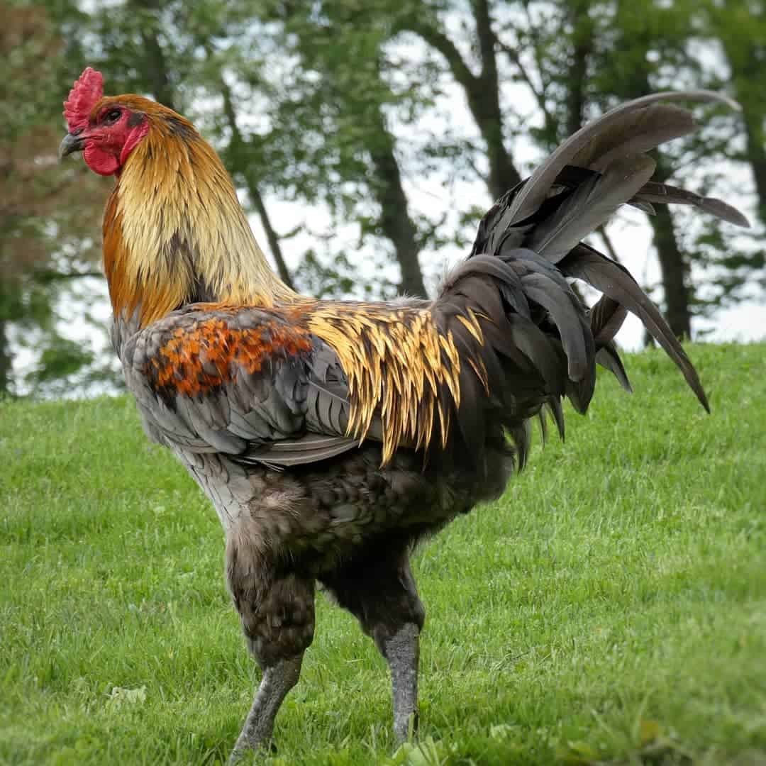 game fowl roosters craigslist