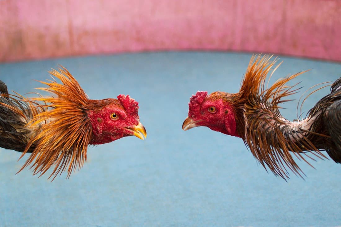 7-best-fighting-chicken-breeds-with-pictures