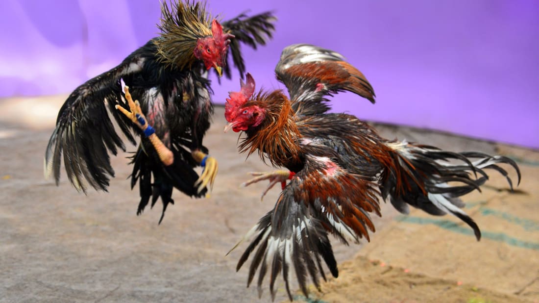 7 Best Fighting Chicken Breeds (With Pictures)