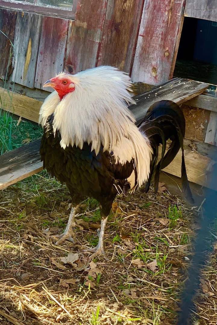 gamefowl breeds