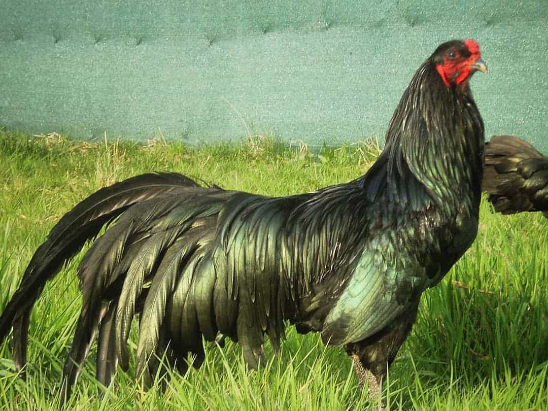 Fighting Roosters Breeds