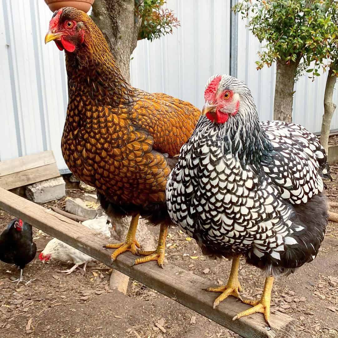 heirloom chicken breeds