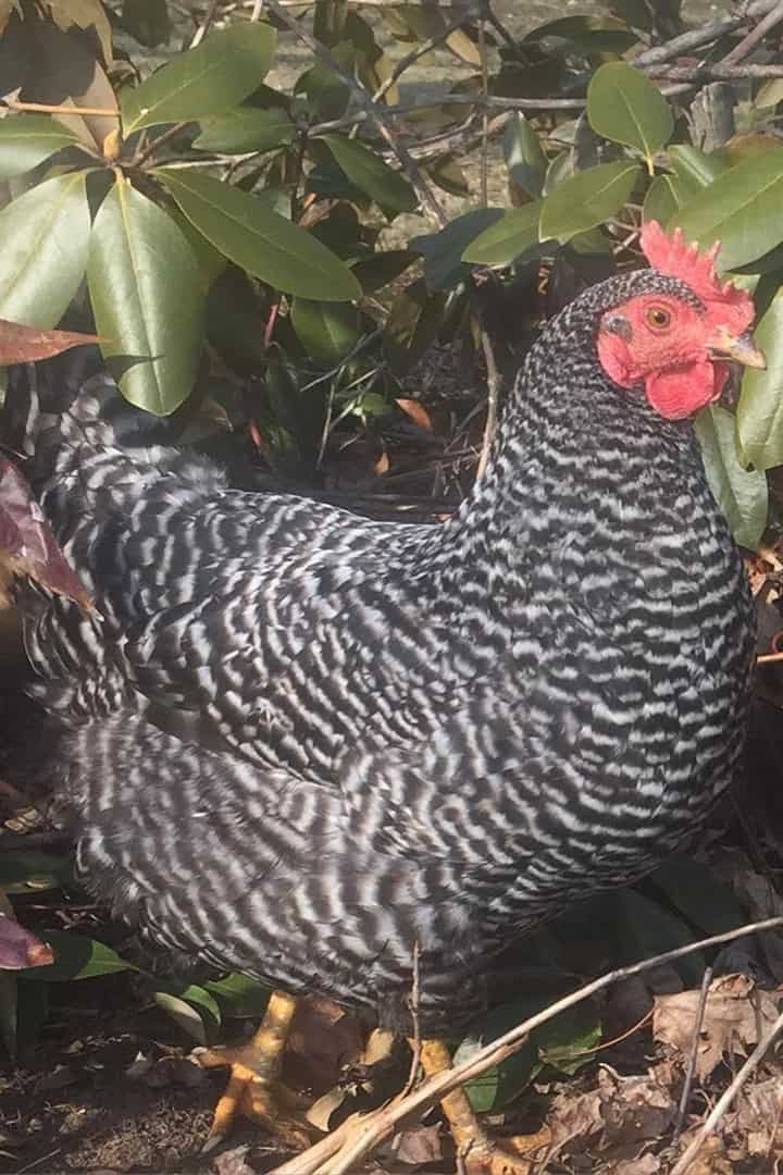 heritage breed chickens